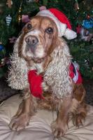 santa klädd hund cockerspaniel spaniel foto