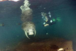 florida manatee stänga upp porträtt närmar sig snorkelist foto