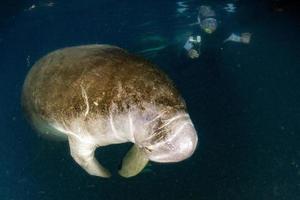 florida manatee stänga upp porträtt närmar sig snorkelist foto