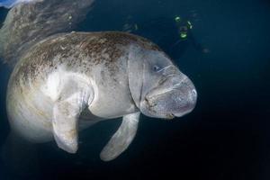 florida manatee stänga upp porträtt närmar sig snorkelist foto