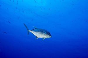 jätte trevally tonfisk caranx fisk foto