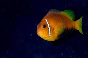 clown fisk inuti röd anemon i maldiverna indonesien foto