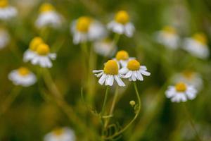 kamomill blomma gul och vit på grön foto