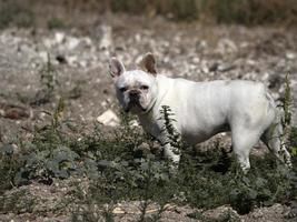 Lycklig vit franska bulldogg porträtt foto