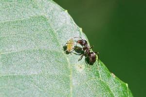 myra betning ett bladlus på blad av valnöt träd foto
