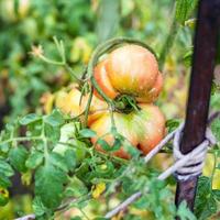 stor tomat på buske stänga upp i trädgård efter regn foto
