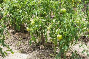 tomat buskar i trädgård i sommar säsong foto
