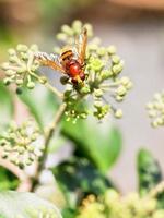 blomma flyga volucella inanis på blommar av murgröna foto