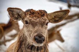 manlig rådjur efter ändringar av de horn foto