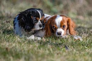 chevalier kung valp nyfödd bebis porträtt foto