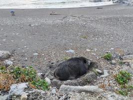 stor vild gris vildsvin på de strand i genua stad Italien foto