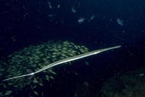 flöjt trumpet fisk medan dykning indonesien detalj foto