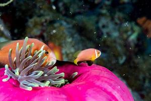 clown fisk inuti röd anemon i indonesien foto