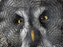 bra grå Uggla strix nebulosa fågel stänga upp ögon porträtt foto
