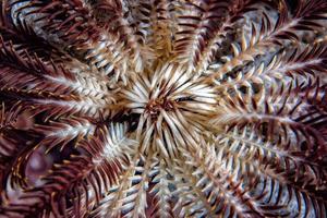 crinoid detalj under vattnet medan dykning foto