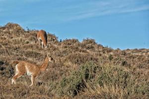 guanaco porträtt i argentina patagonien stänga upp foto