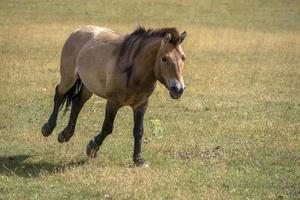 przewalski häst porträtt i sommar foto