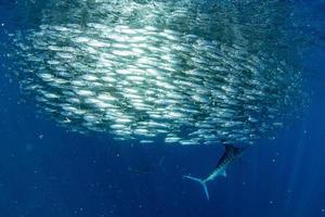 randig Svärdfisk och hav lejon jakt i sardin bete boll i pacific hav foto