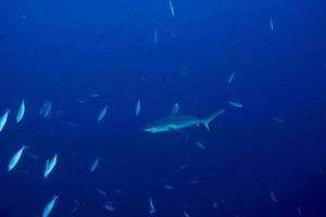grå haj redo till ge sig på under vattnet i maldiverna foto