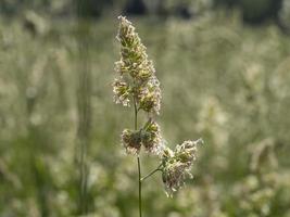 poa pratensis grön växt foto