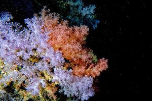 alcyonarian mjuk korall vägg under vattnet landskap panorama foto