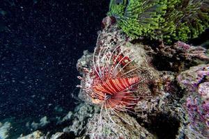 scorpion lejon fisk porträtt medan dykning indonesien foto