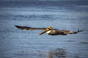 pelikan medan flygande på solnedgång foto