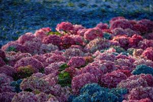 vattning blommor och växter detalj av vatten droppar foto