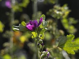 malva silvestris växt blomma stänga upp foto