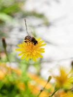 honung bi utfodra nektar från gul blomma foto