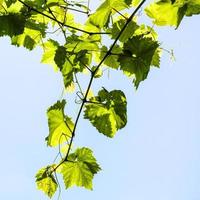 vin med grön druva löv och blå himmel foto