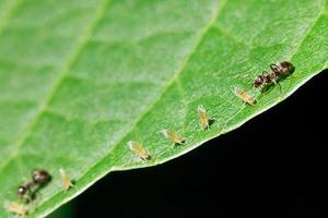 två myror betning få bladlöss på blad foto