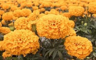 orange ringblomma - cempasuchil blomma foto