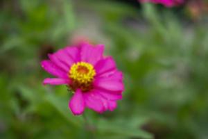 defocused abstrakt bakgrund av zinnia blomma i de gård foto