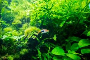 sötvatten tropisk neon fisk i akvarium foto