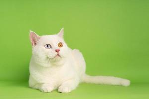 vit katt bild med två öga färger isolerat på blå bakgrund foto