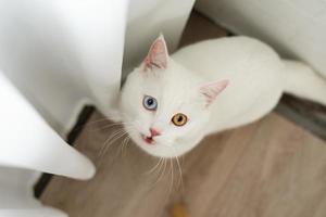 härlig vit katt bild med två Färg ögon på Hem foto