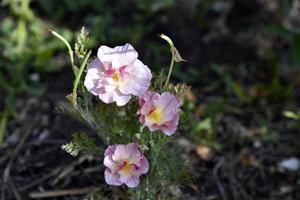 rosa och vit delikat blommor av de ashsholtsia i de höst trädgård. små blommor i de fält. foto