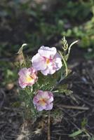 rosa och vit delikat blommor av de ashsholtsia i de höst trädgård. små blommor i de fält. foto