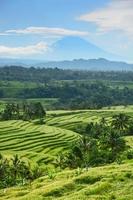 bali risterrass, risfält i Jatiluwih foto