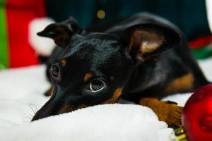 porträtt av rolig hund miniatyr- pinscher spelar med jul boll runt om gåva lådor foto