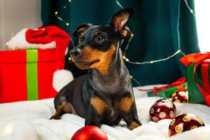porträtt av rolig hund miniatyr- pinscher spelar med jul boll runt om gåva lådor foto