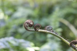 skön färsk grön ung vild ny zealand ormbunkar koru knopp i en spiral form i de skog på suddig natur bakgrund. foto