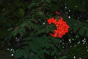 rönn bär sorbus aucuparia l växande på en träd grenar med grön löv. höst natur, medicinsk bär av bergsaska foto