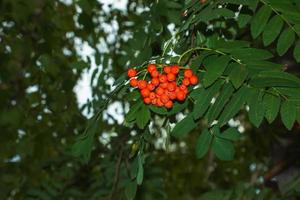 rönn bär sorbus aucuparia l växande på en träd grenar med grön löv. höst natur, medicinsk bär av bergsaska foto