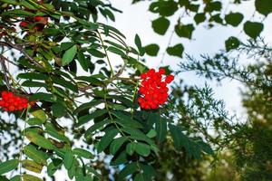 rönn bär sorbus aucuparia l växande på en träd grenar med grön löv. höst natur, medicinsk bär av bergsaska foto