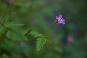 rosa blomma se foto