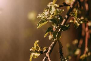 vår inte blomning äpple blommor i de Sol foto