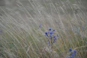 sommar landskapsvy foto