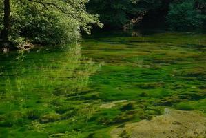 sjö i ren natur foto